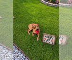 Small #3 Black Mouth Cur-Labrador Retriever Mix