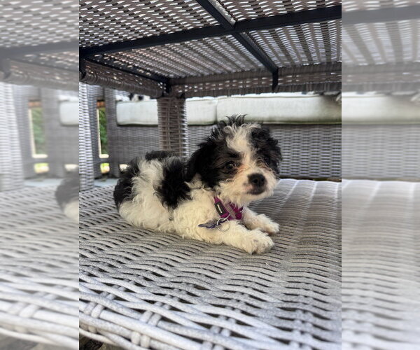 Medium Photo #9 Mutt Puppy For Sale in Oak Bluffs, MA, USA