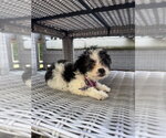 Small #8 Mutt