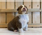 Small Photo #9 Australian Shepherd Puppy For Sale in JEROMESVILLE, OH, USA