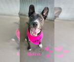 Small #2 American Staffordshire Terrier Mix