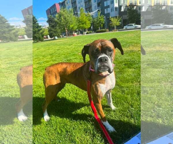 Medium Photo #1 Boxer Puppy For Sale in Stanwood, WA, USA