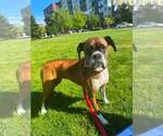 Small Boxer