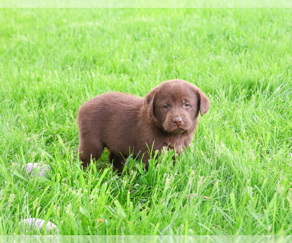Medium Photo #3 Labrador Retriever Puppy For Sale in SYRACUSE, IN, USA