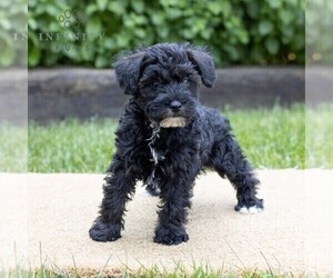 Schnoodle (Miniature) Puppy for sale in LITITZ, PA, USA