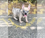 Small #1 French Bulldog