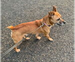 Small #12 Jack Russell Terrier Mix