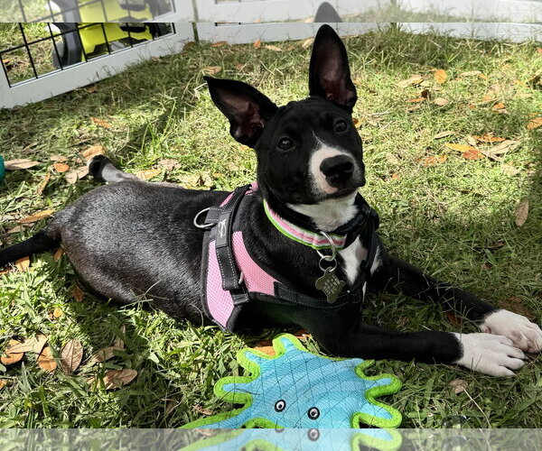 Medium Photo #1 Mutt Puppy For Sale in Sanford, FL, USA