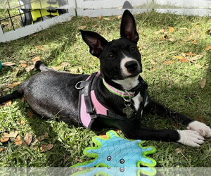 Mutt Dogs for adoption in Sanford, FL, USA