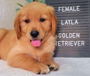 Golden Retriever Puppy for sale in NOVI, MI, USA