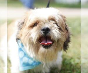 Lhasa Apso-Unknown Mix Dogs for adoption in San Antonio, TX, USA