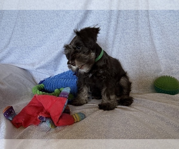 Medium Photo #7 Schnauzer (Miniature) Puppy For Sale in KNOX CITY, MO, USA