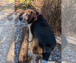 Small #2 Beagle