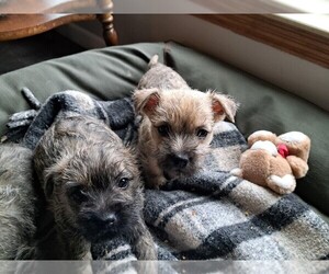 Cairn Terrier Puppy for Sale in WHITEWOOD, South Dakota USA
