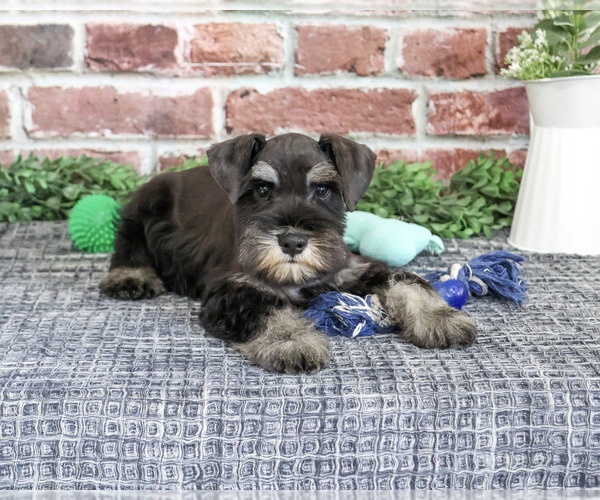 Medium Photo #3 Schnauzer (Miniature) Puppy For Sale in SYRACUSE, IN, USA