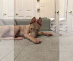 Small #24 Mutt