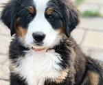 Puppy Orange Bernese Mountain Dog