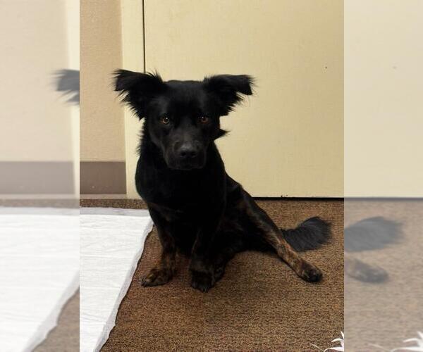 Medium Photo #1 Dachshund-Unknown Mix Puppy For Sale in Sanford, FL, USA