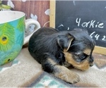 Small #7 Yorkshire Terrier