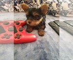 Small Photo #14 Yorkshire Terrier Puppy For Sale in ODESSA, TX, USA