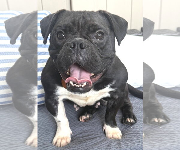 Medium Photo #1 Bulldog-Unknown Mix Puppy For Sale in St. Louis Park, MN, USA