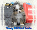 Small #2 Miniature Australian Shepherd