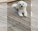 Small Photo #1 Cavachon Puppy For Sale in HUBERT, NC, USA