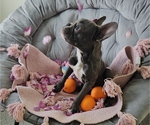 French Bulldog Puppy for sale in BOCA RATON, FL, USA