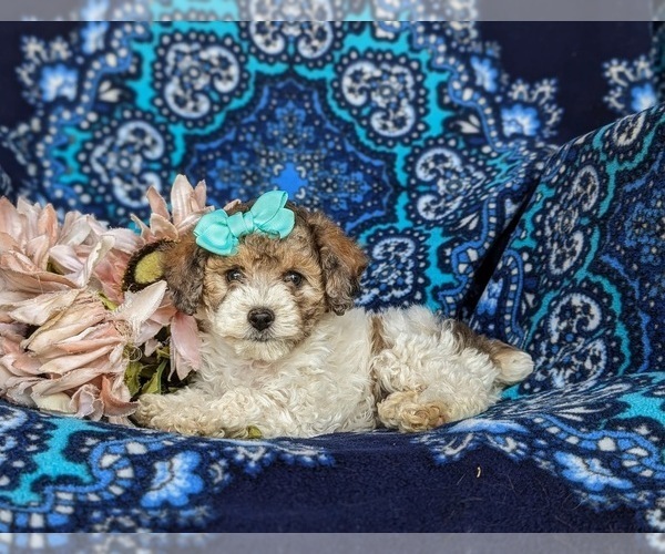 Medium Photo #4 Poodle (Toy) Puppy For Sale in NOTTINGHAM, PA, USA