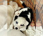Small #3 Huskies  Mix