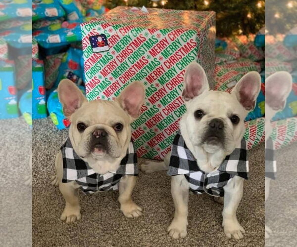 Medium Photo #1 French Bulldog Puppy For Sale in Chandler, AZ, USA