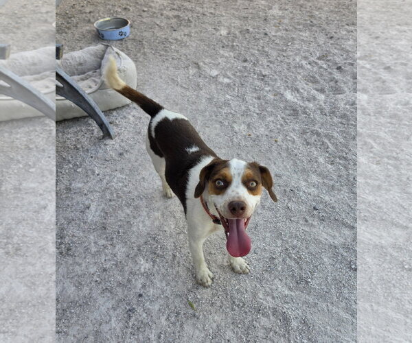 Medium Photo #12 Beagle Puppy For Sale in Las Vegas, NV, USA