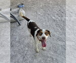 Small #11 Beagle