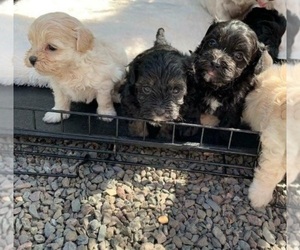 Shih Tzu-ShihPoo Mix Puppy for sale in AUGUSTA, ME, USA