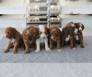 Goldendoodle Puppy for sale in PALMDALE, CA, USA