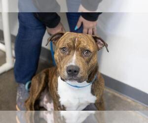 Mutt Dogs for adoption in Mountain Home, AR, USA