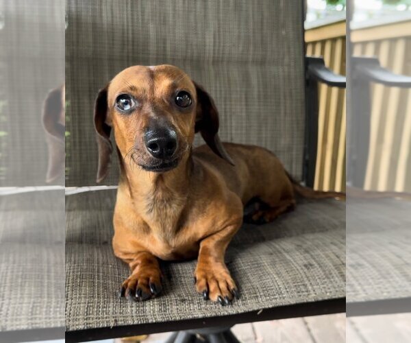 Medium Photo #3 Dachshund Puppy For Sale in Weston, FL, USA