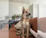 Small #2 German Shepherd Dog