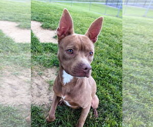 Chihuahua-Unknown Mix Dogs for adoption in Rootstown, OH, USA