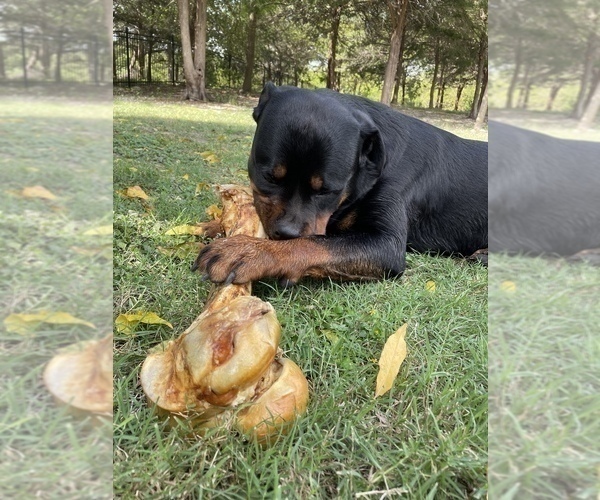 Medium Photo #38 Rottweiler Puppy For Sale in VONORE, TN, USA