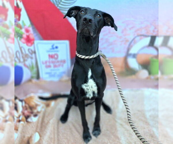 Medium Photo #2 Lab-Pointer Puppy For Sale in Long Beach, CA, USA