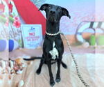 Small #1 Lab-Pointer