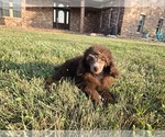 Small #2 Poodle (Toy)