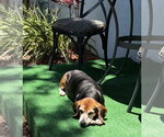 Small #7 Beagle