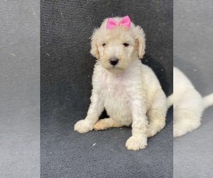 Goldendoodle-Poodle (Standard) Mix Puppy for sale in HANFORD, CA, USA