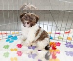 Tucker - Male Havashire Puppy for Sale - Photo #12