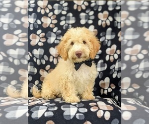 Sheepadoodle Puppy for sale in GLEN ROCK, PA, USA