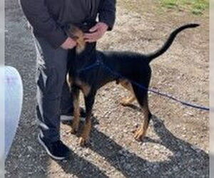 AJ - Male Doberman Pinscher Dog for Adoption - Photo #3