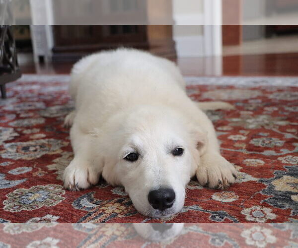 Medium Photo #1 English Cream Golden Retriever Puppy For Sale in ROCKY FACE, GA, USA