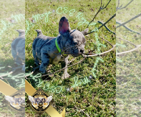 Medium Photo #4 French Bulldog Puppy For Sale in ATHENS, GA, USA
